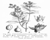 image of Psilotrichum africanum