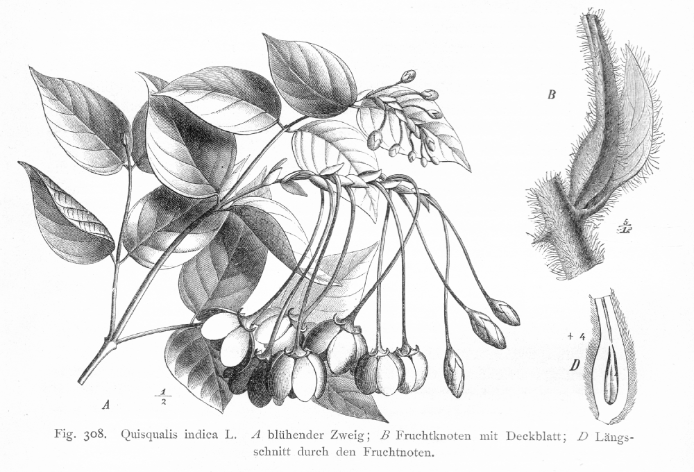 Combretaceae Quisqualis indica