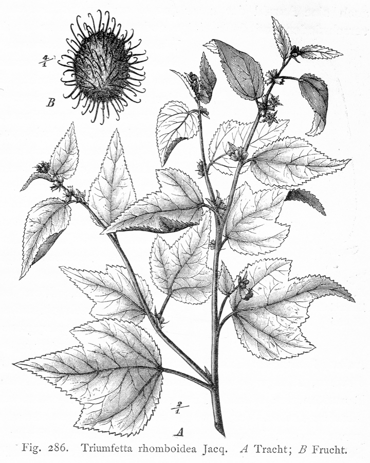 Sparmanniaceae Triumfetta rhomboidea