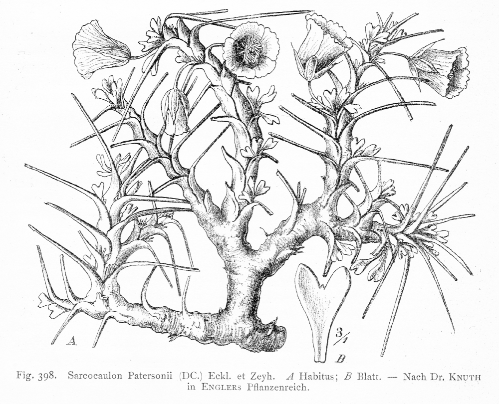Geraniaceae Sarcocaulon patersonii
