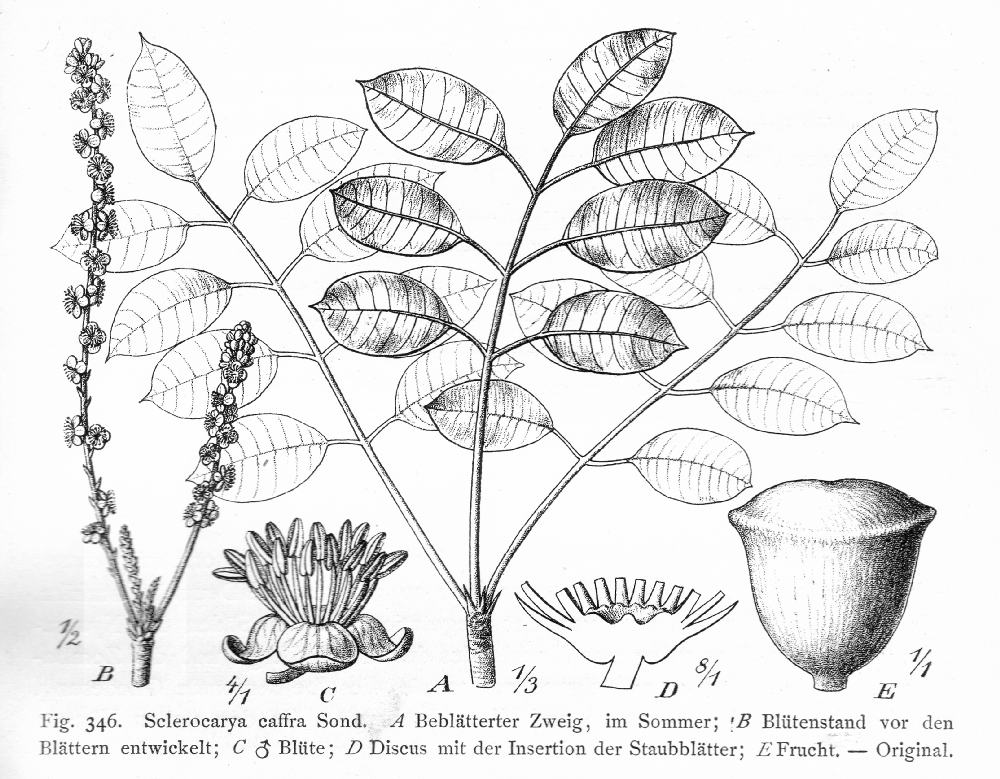 Anacardiaceae Sclerocarya caffra