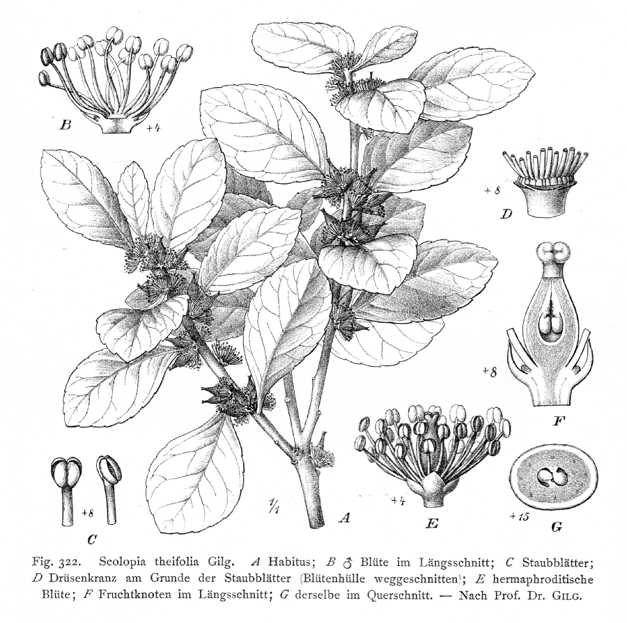 Salicaceae Scolopia theifolia