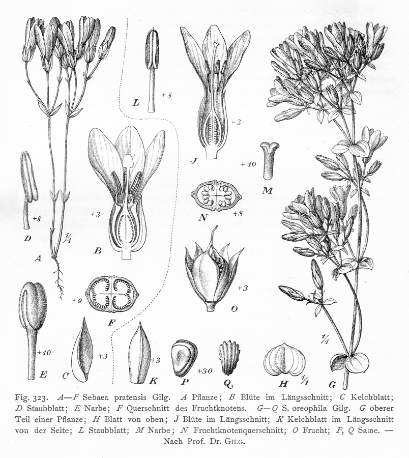 Gentianaceae Sebaea pratensis