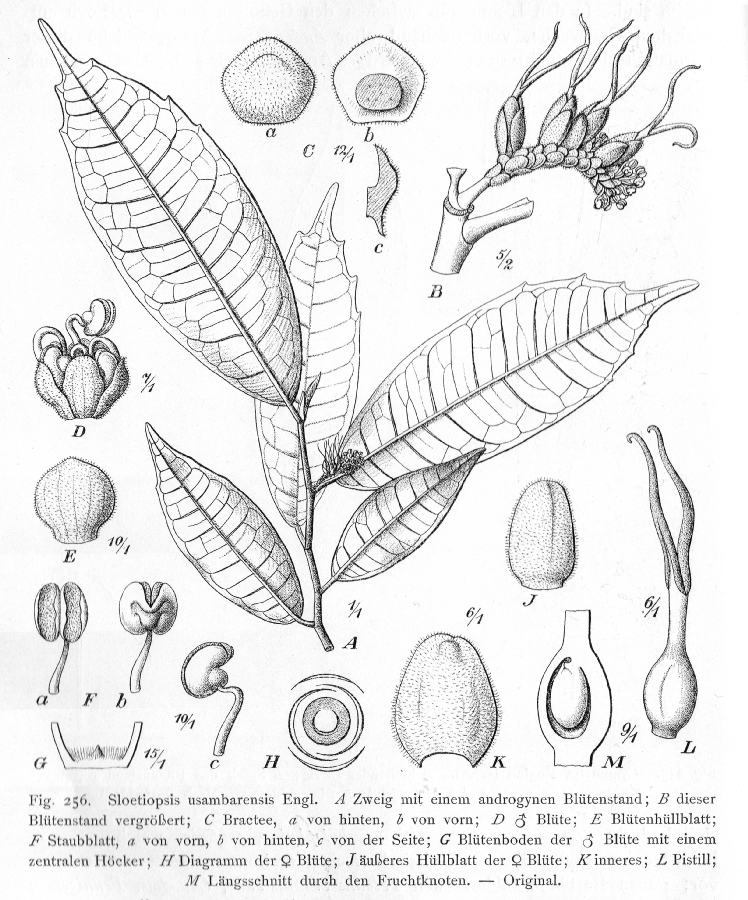 Moraceae Sloetiopsis usambarensis
