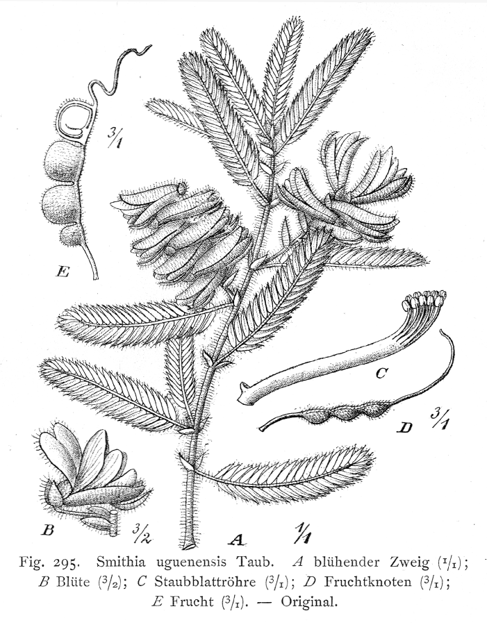Fabaceae Smithia uguenensis