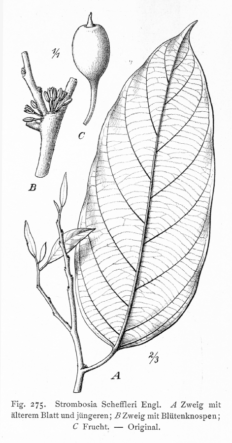 Strombosiaceae Strombosia scheffleri
