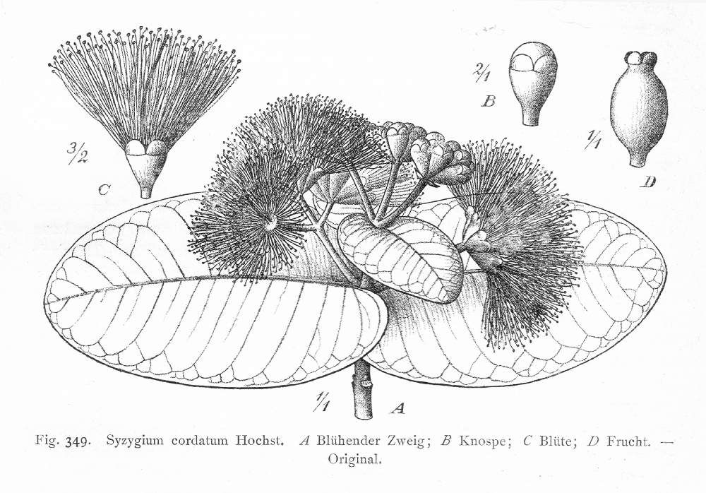 Myrtaceae Syzygium cordatum