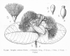 image of Syzygium cordatum