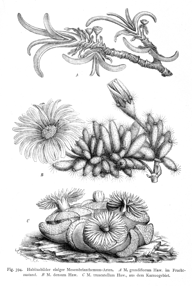 Aizoaceae Mesembryanthemum truncatellum