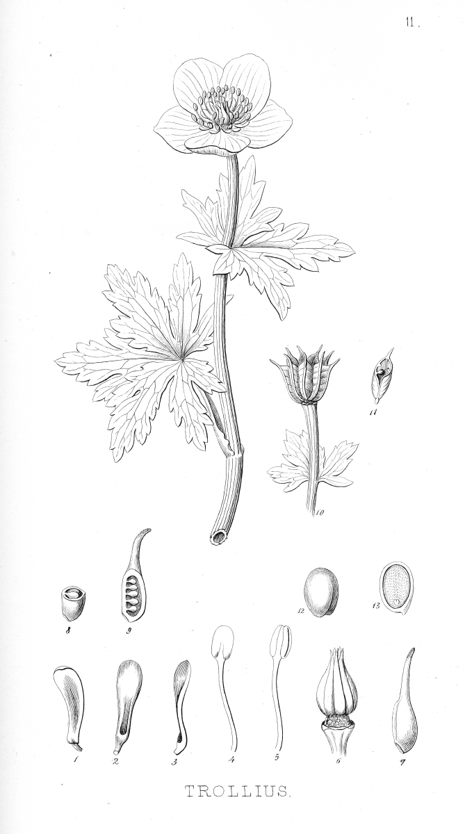 Ranunculaceae Trollius laxus