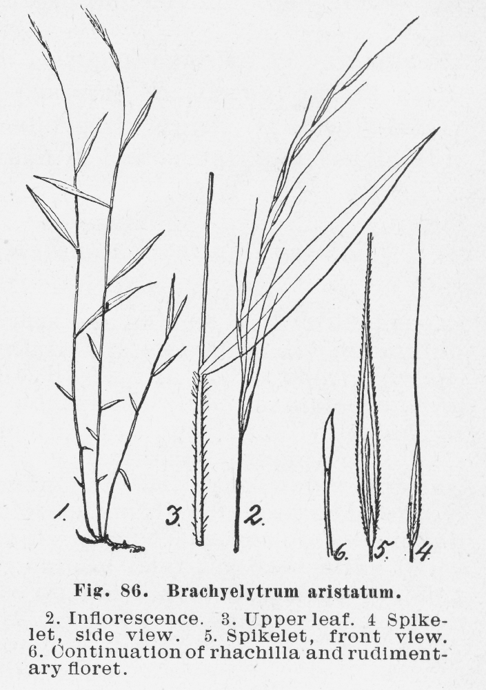Poaceae Brachyelytrum aristatum