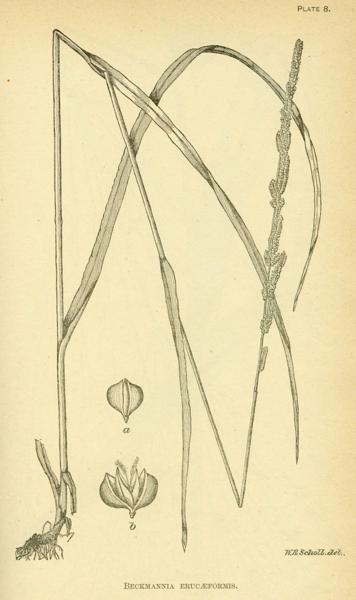 Poaceae Beckmannia erucaeformis