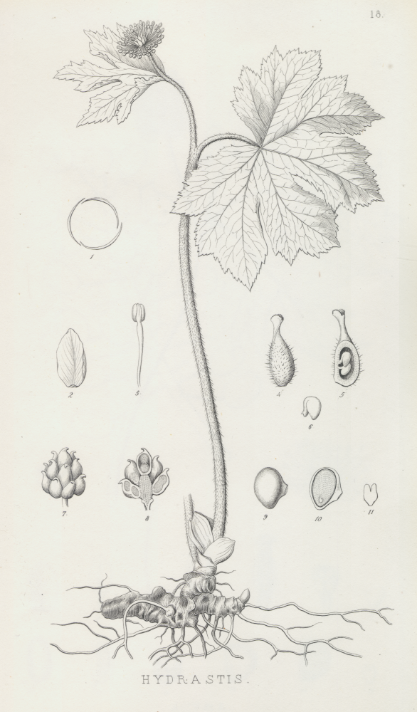 Ranunculaceae Hydrastis canadensis