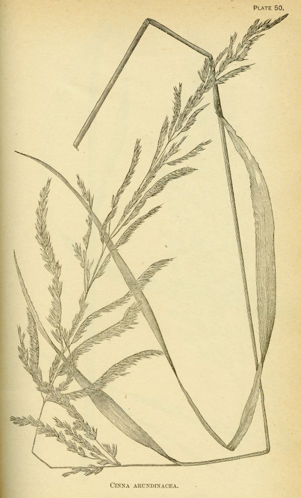 Poaceae Cinna arundinacea