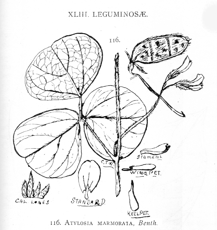 Fabaceae Atylosia marmorata