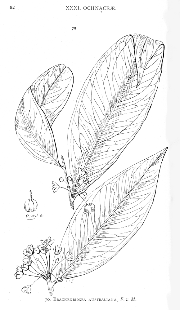 Ochnaceae Brackenridgea australiana