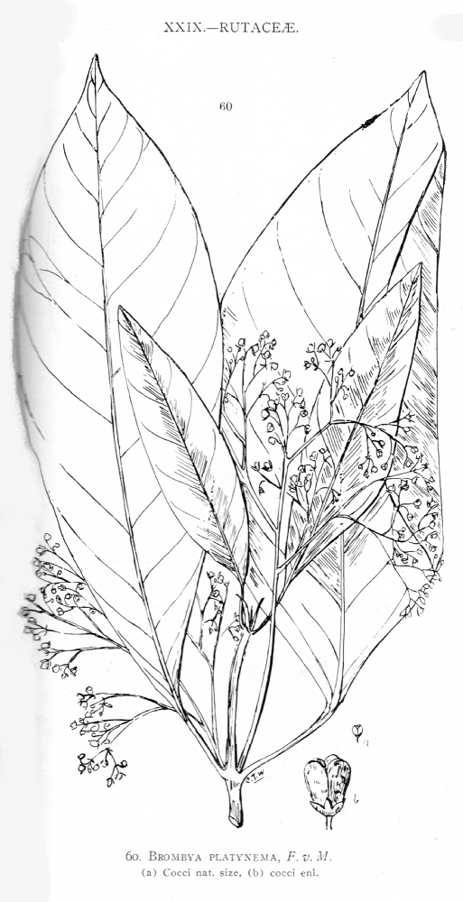 Rutaceae Brombya platynema