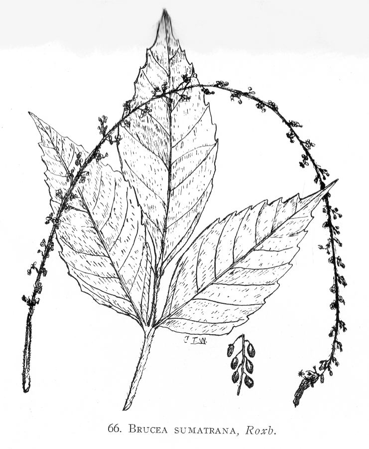 Simaroubaceae Brucea sumatrana