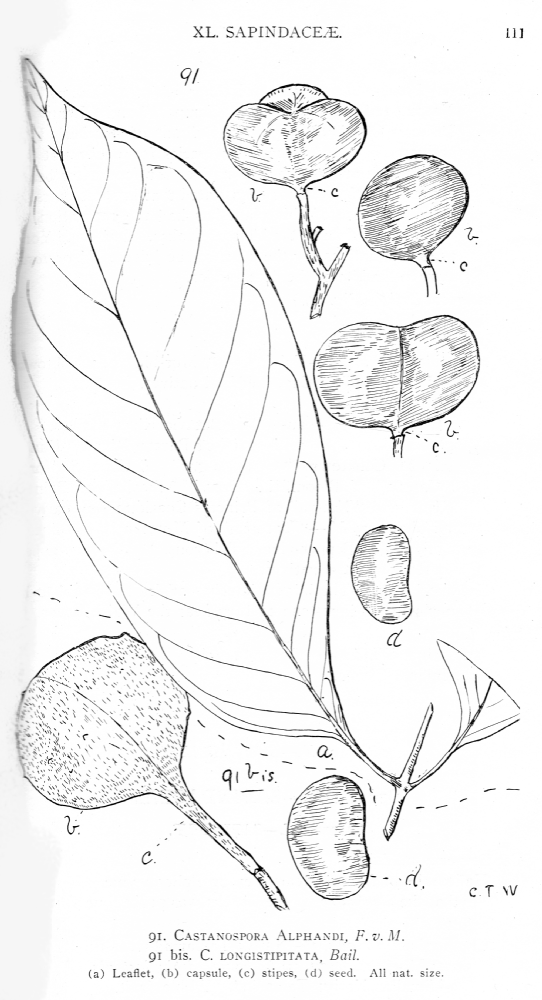Sapindaceae Castanospora alphandi