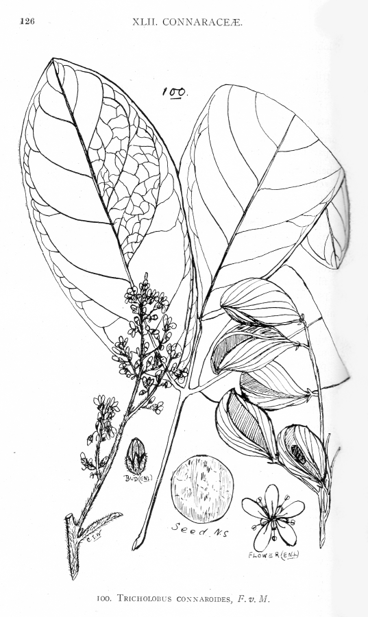 Connaraceae Connarus 