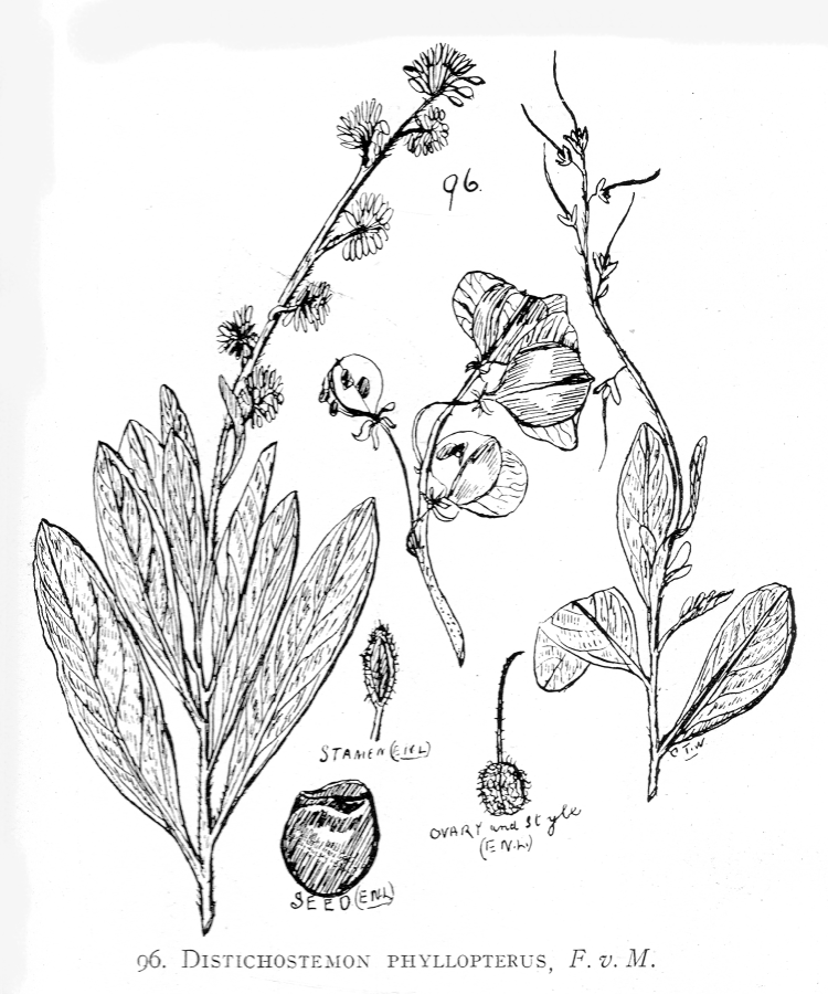 Sapindaceae Distichostemon phyllopterus
