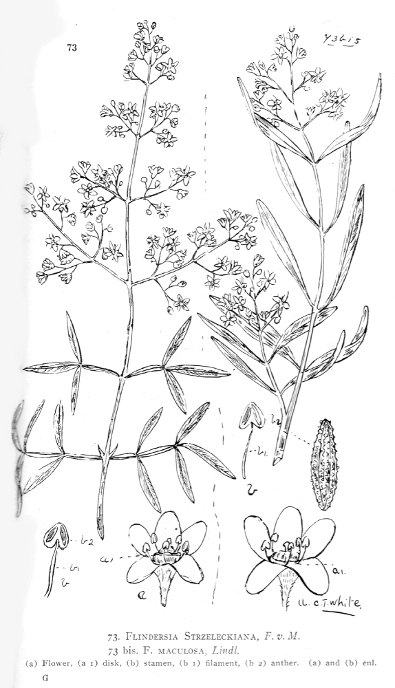 Rutaceae Flindersia maculosa
