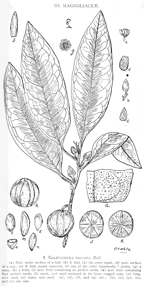 Himantandraceae Galbulimima baccata