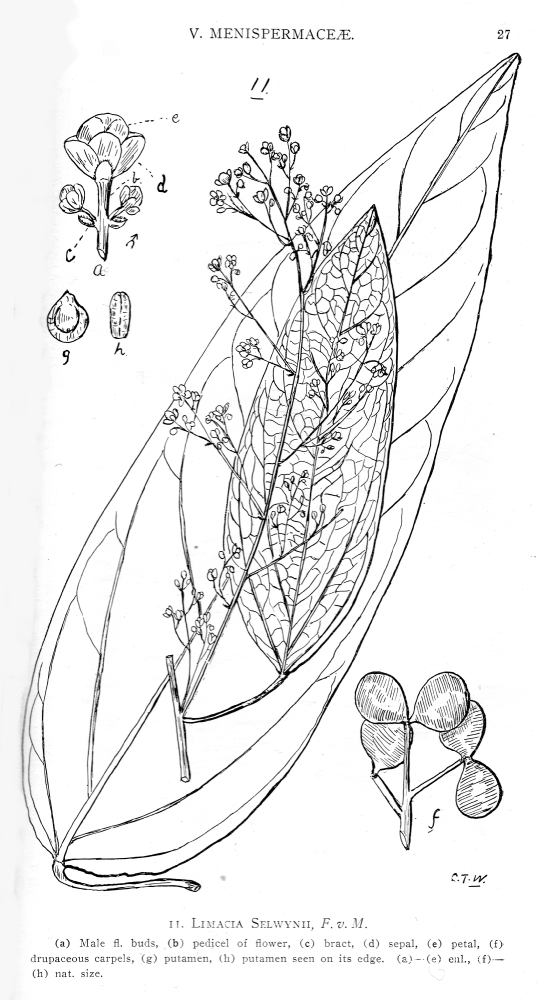 Menispermaceae Limacia selwynii