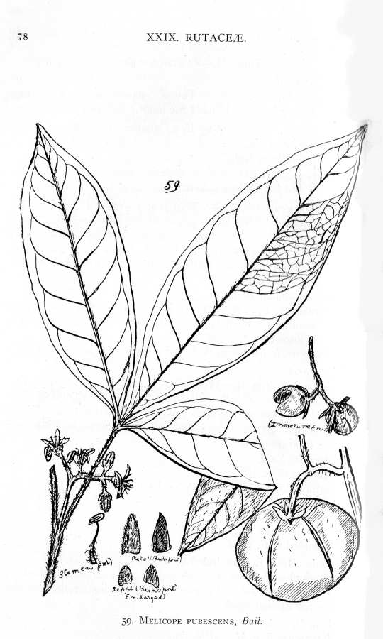 Rutaceae Melicope pubescens