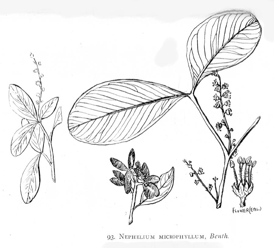 Sapindaceae Nephelium microphyllum