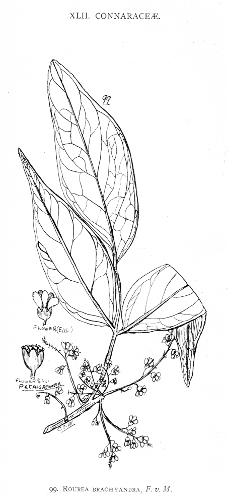 Connaraceae Rourea brachyandra