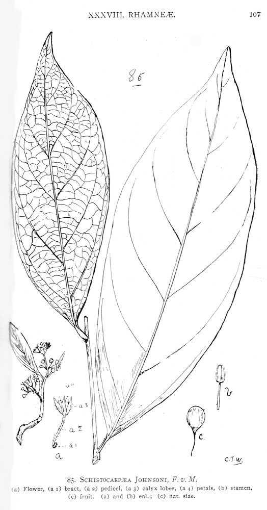 Rhamnaceae Schistocarpaea johnsonii