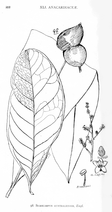 Anacardiaceae Semecarpus australiensis