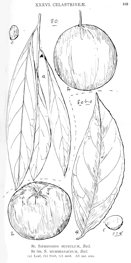 Celastraceae Siphonodon pendulum