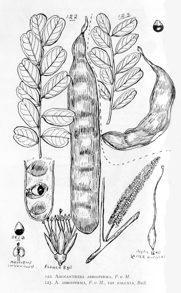 Fabaceae Adenanthera abrosperma