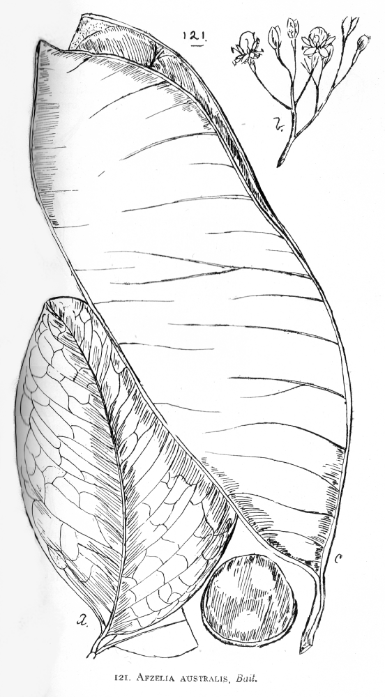 Fabaceae Afzelia australis