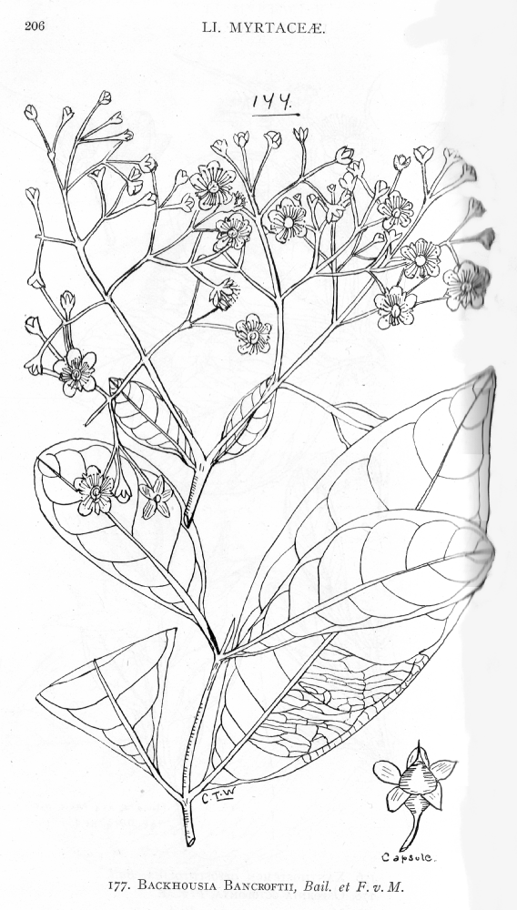 Myrtaceae Backhousia bancroftii