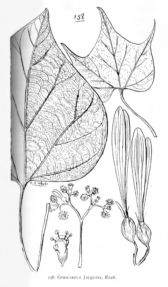 Hernandiaceae Gyrocarpus jacquini