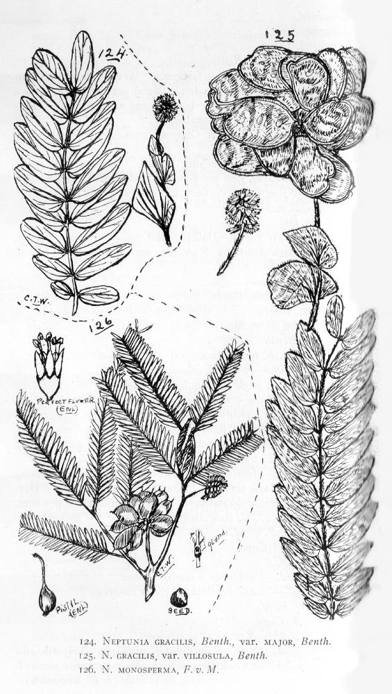 Fabaceae Neptunia monosperma