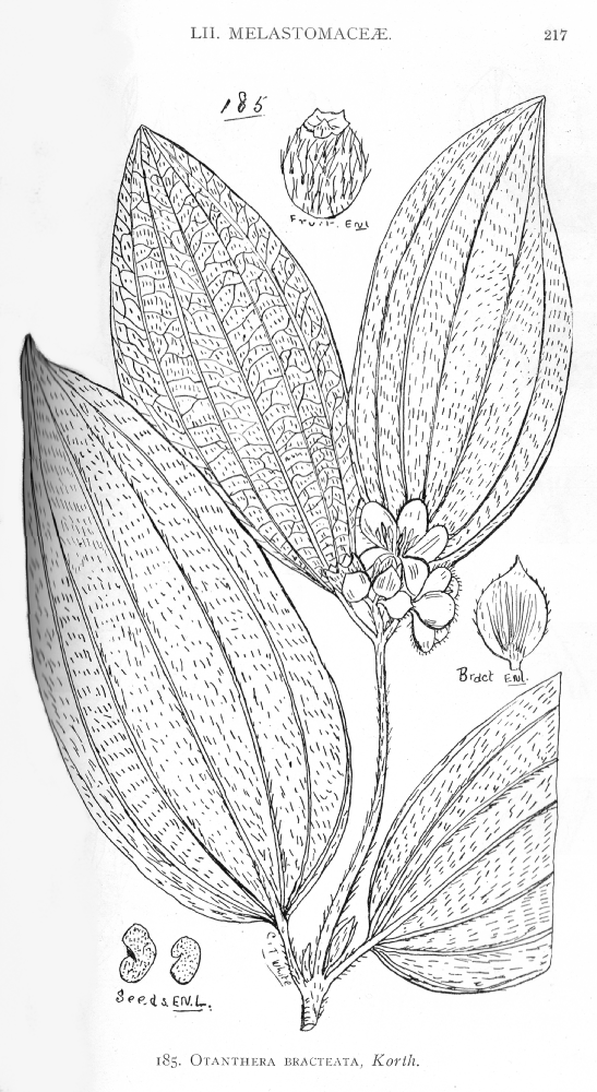 Melastomataceae Otanthera bracteata