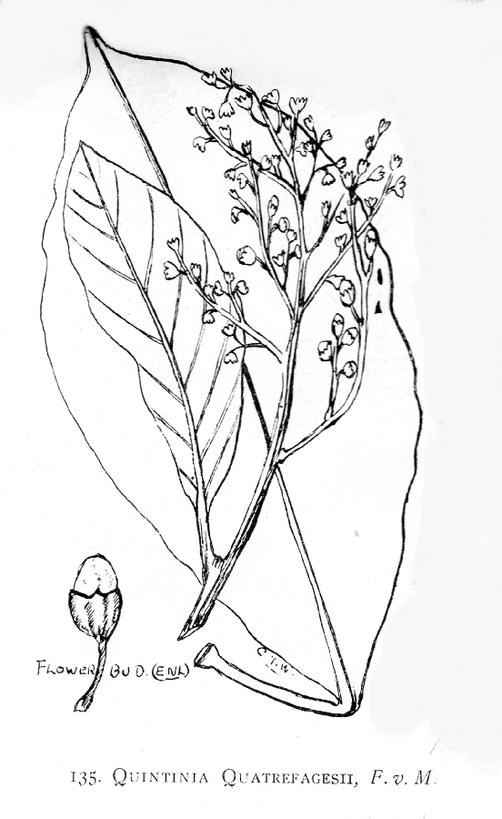 Paracryphiaceae Quintinia quatrefagesii
