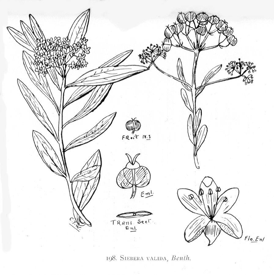 Asteraceae Siebera valida