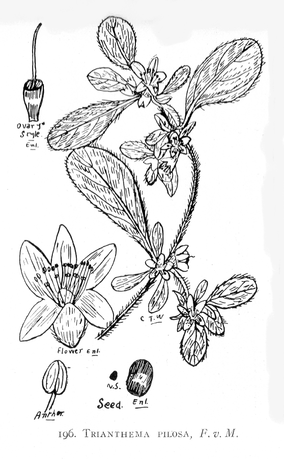 Aizoaceae Trianthema pilosa