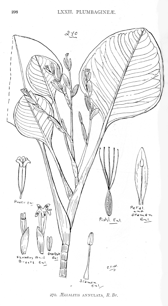 Plumbaginaceae Aegialitis annulata