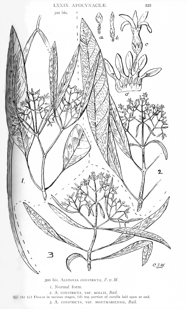 Apocynaceae Alstonia constricta