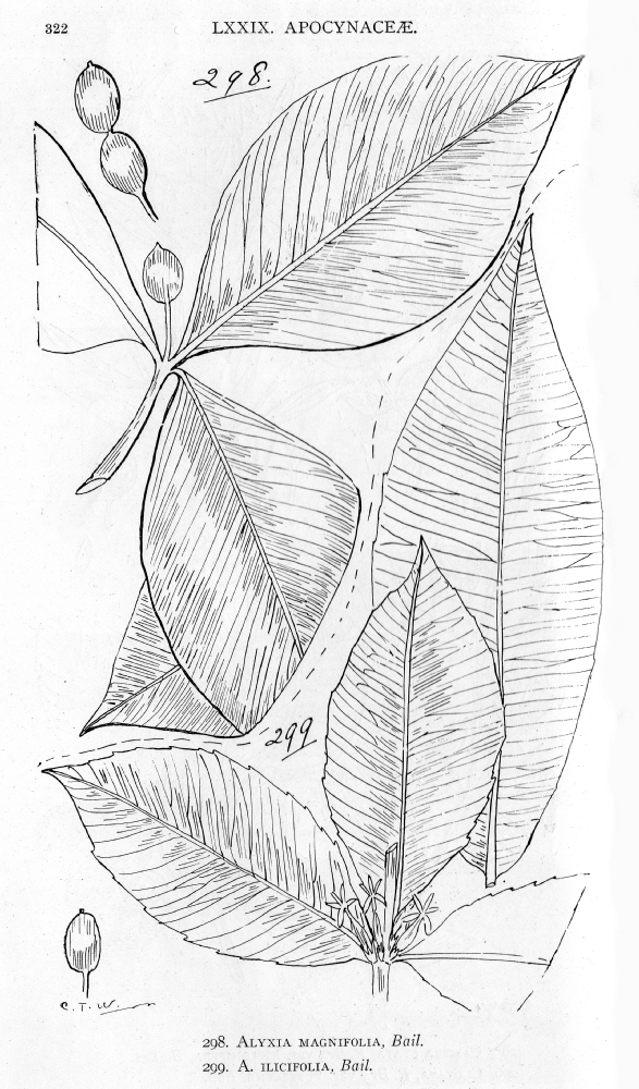 Apocynaceae Alyxia ilicifolia