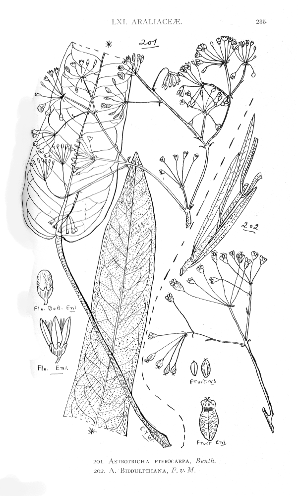 Araliaceae Astrotricha biddulphiana