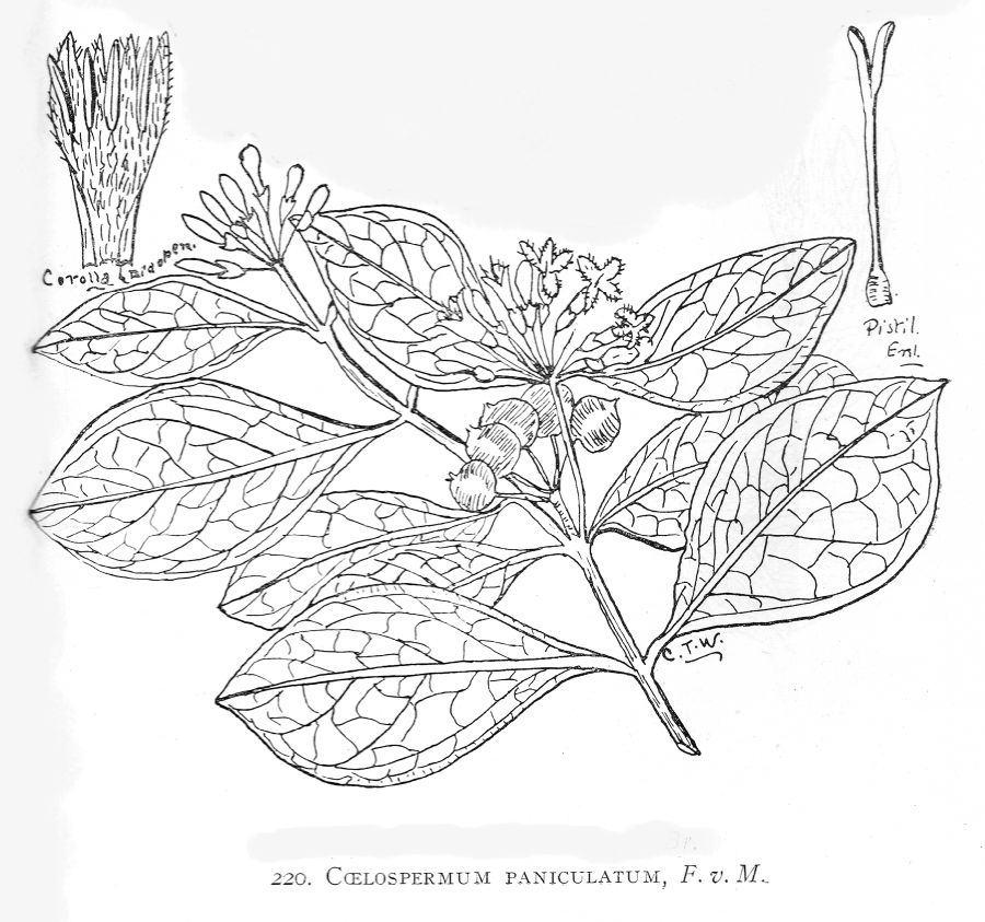 Rubiaceae Caelospermum paniculatum