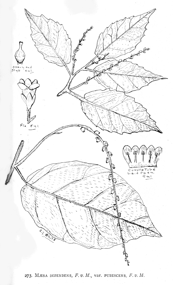 Primulaceae Maesa dependens