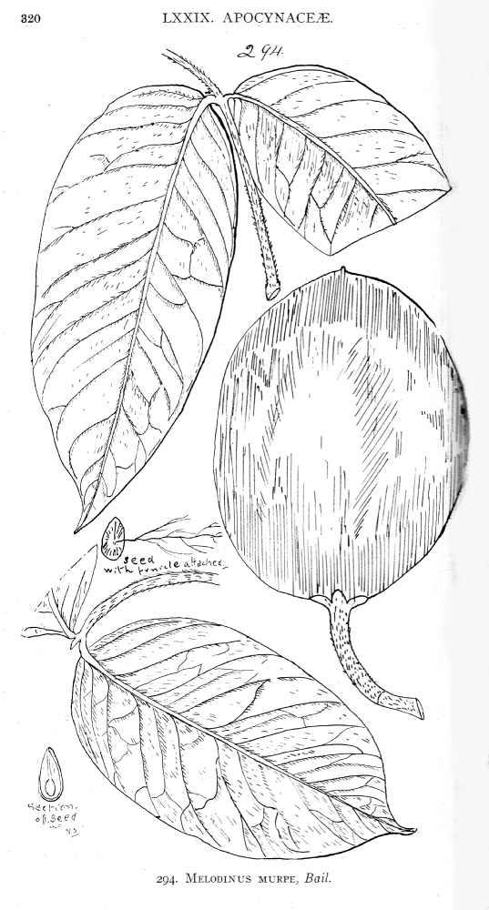 Apocynaceae Melodinus murpe